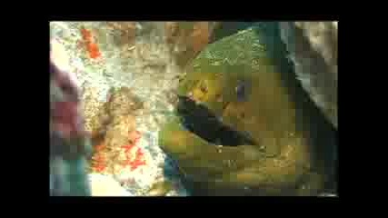 Синият Океан