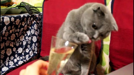 Коте пробва шампанско