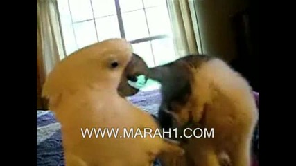 котка и папагал първи приятели