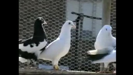 Пазарджишки гълъби - високолетци 