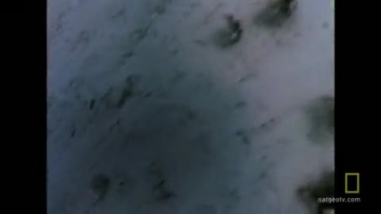 Акула Атакува ! 
