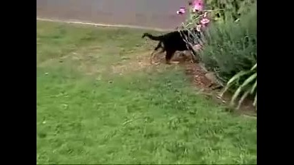 Cute German Shepherd Puppies at Play! 