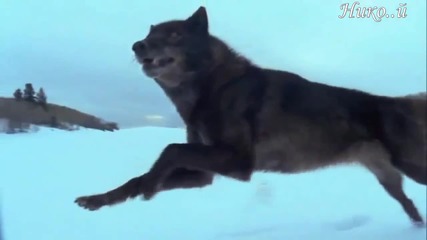 Яко Превод Nightwish - 7 Days to the Wolves