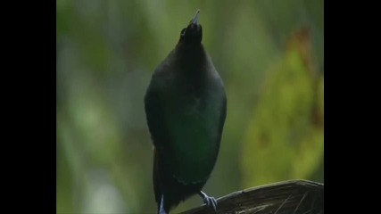 Това ще ви разбие Dubstep Birds Of Paradise {hq} Original