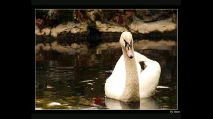 Stratovarius - Death Of A Swan.wmv 