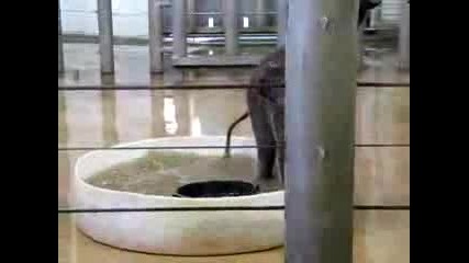 Къпане на слонче