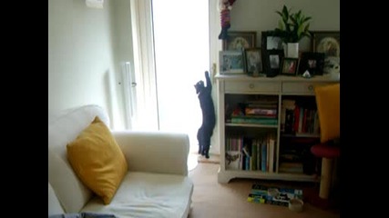 Котката беглец