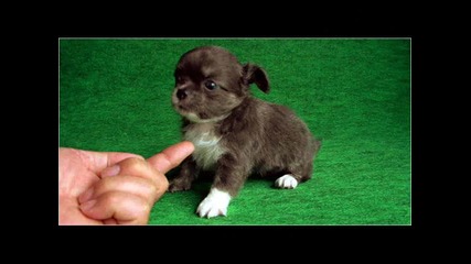 sweet dogs