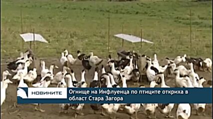 Огнище на Инфлуенца по птиците откриха в област Стара Загора