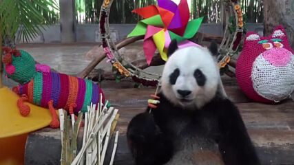 Панди отбелязаха Есенния фестивал в Китай с вегетарианско барбекю
