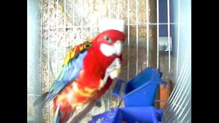 Моят папагал #1 
