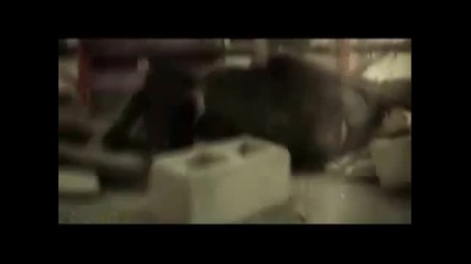 Disturbed - Conflict 
