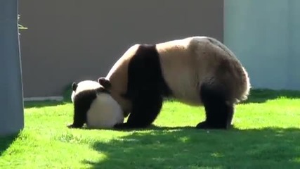 Забавни пухкави панди!