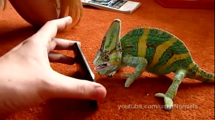 Хамелеон се плаши от iphone :d