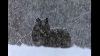 Living with Wolves (част 11 от 14) 
