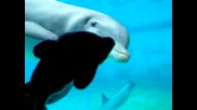 Делфини в аквариум