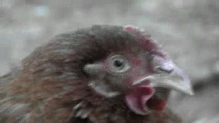 Horror Chicken