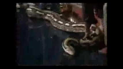 2 Огромни Змии В Тв Шоу