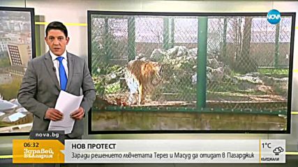 Протест в защита на лъвчетата Терез и Масуд