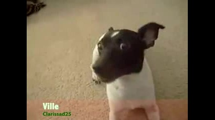 Animals Sing - Jingle Bells 