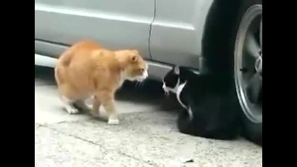 Explosive cat fight! Sex! Betrayal! Foul language! 
