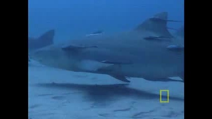 National Geographic - Лимонови Акули 