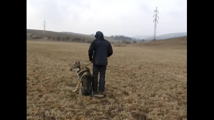 Agathon Wolf Rhoderick Sodar - obedience 13.3.2010 