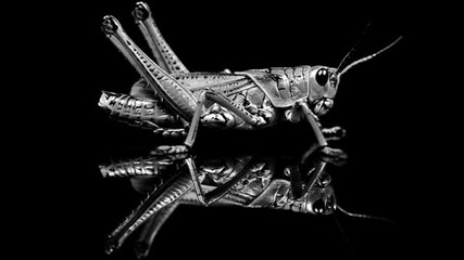 dpen Nick Varon - Grasshopper (brianberg Remix)