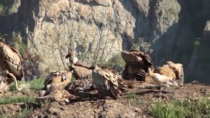Над 30 доброволци охраняват гнездата на египетските лешояди в Източните Родопи