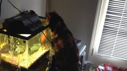 Рибка от аквариум атакува любопитна котка