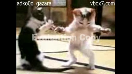 Котки танцуват Арабска музика 
