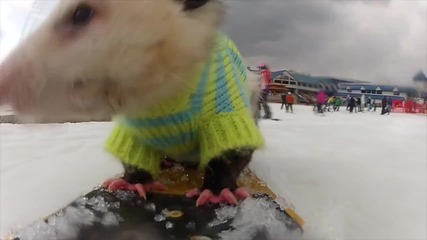 Опосум кара сноуборд