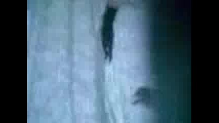 kote kato tarzan