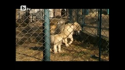 Предколедно чудо в зоопарка на Белград