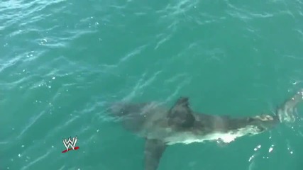 Wwe Superstars go shark diving with Great Whites!