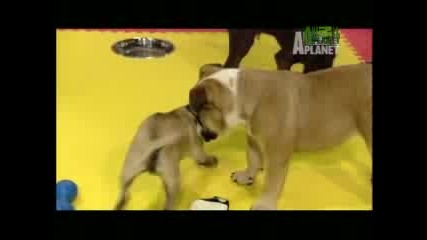 Puppy Games 2008 - Boxing