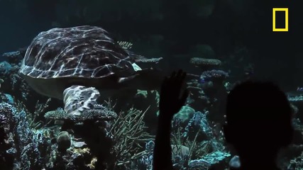 30 юли 2013-националният Аквариум в Балтимор, Мериленд, е отворил "blacktip Reef"