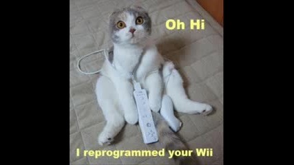Funny Cats!