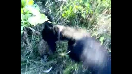 разходка с куче