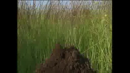 Животни Пеят Коледна Песен