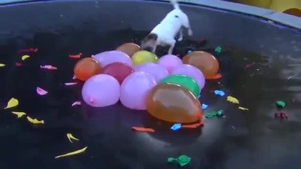 Забавно - Малко куче пука балони пълни с вода