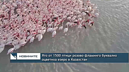 Ято от 1500 птици розово фламинго буквално оцветиха езеро в Казахстан