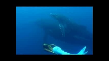 Hannah Mermaid & Whales In Tonga