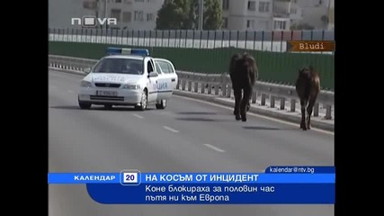 Коне блокираха булевард в София