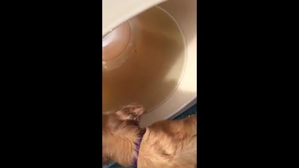 Златен ретривър показва на кученце как се използва пързалка