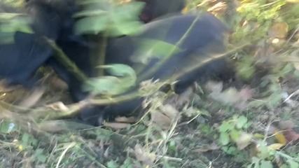 kucheta razkusvat belka