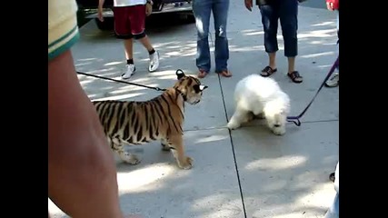 тигърче си играе с куче комондор