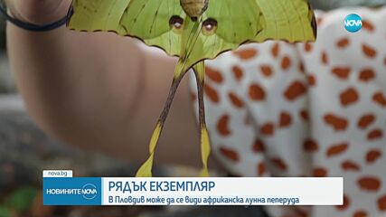 Жива Африканска лунна пеперуда се появи в прирoдонаучния музей в Пловдив