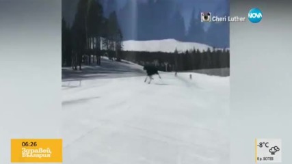 Лос подгони сноубордистка