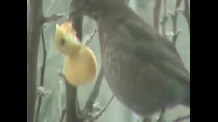 The Bird have a lunch out 